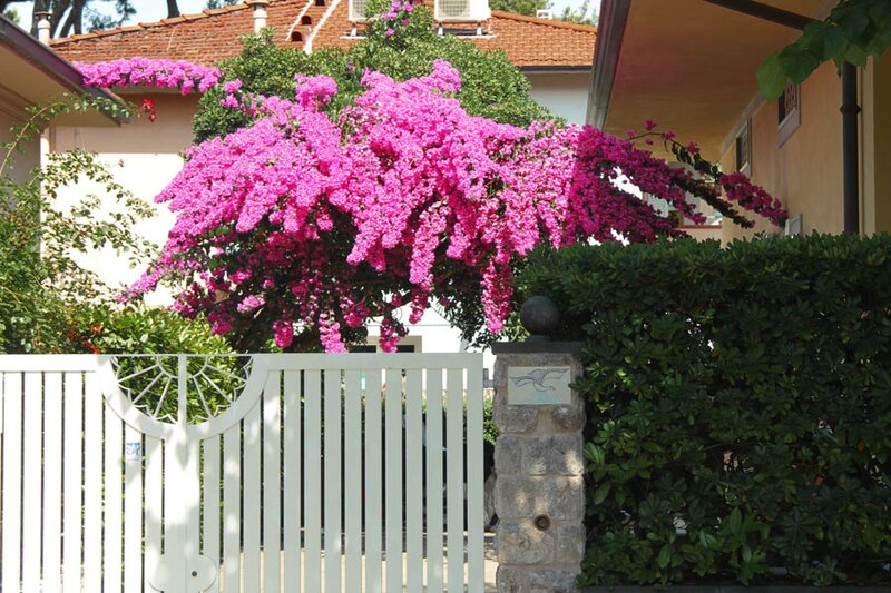 Blooming Bougainvillea tree during the summer in Forte dei Marmi