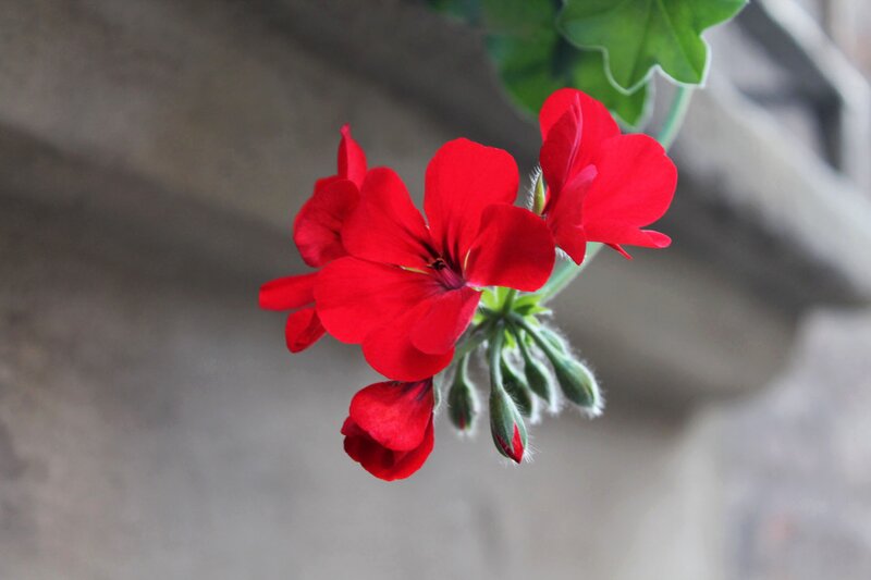 Blooming red Geraniums