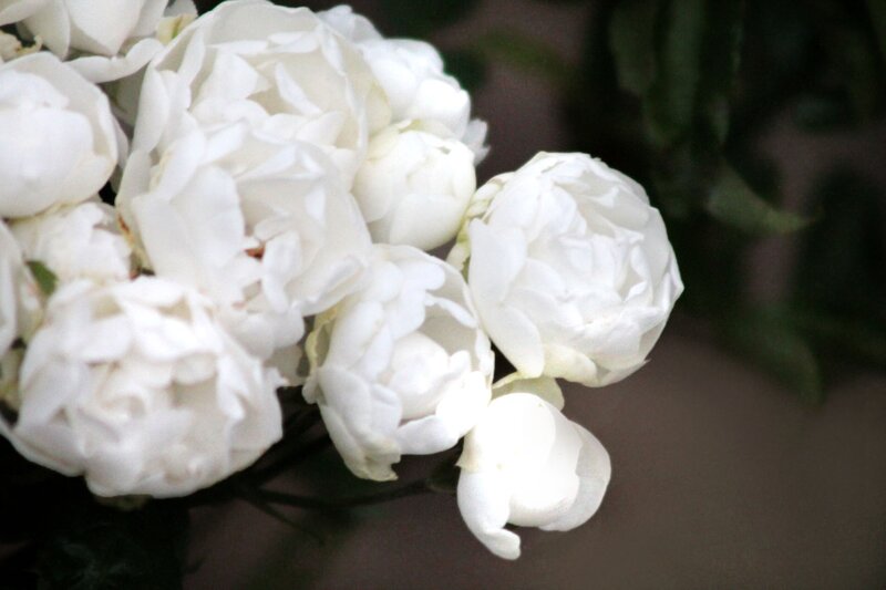 Blooming white peonies